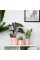 Gepege Pink Indoor Plant Pots for Plants, Ceramic Planter with Drainage Hole, 6.0 inch+5.0 Inch+4.0 Inch. Succulent Orchid Flowe