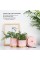 Gepege Pink Indoor Plant Pots for Plants, Ceramic Planter with Drainage Hole, 6.0 inch+5.0 Inch+4.0 Inch. Succulent Orchid Flowe