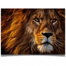 Puzzle Loft Jigsaw Puzzle for Adults 1000 Pieces Lion gaze Large 27 x 20 inch Sturdy Tight Fitting Pieces Easy Open Box Puzzle Key