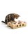 CAT AMAZING – Best Cat Toy Ever! Interactive Treat Maze & Puzzle Feeder for Cats